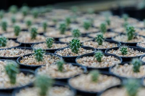 Close up of cattus in potted Stock Photos