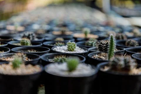 Close up of cattus in potted Stock Photos