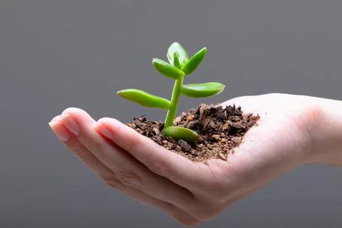 Close up of caucasian businesswoman holding plant seedling, isolated on grey Stock Photos