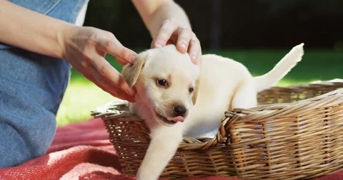 Close up of the Caucasian woman's hands stroking a white labrador puppy back Stock Footage 98099143