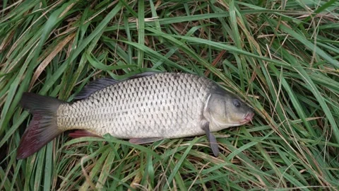Close-up of a caught carp lying on green grass Stock Footage 346332477