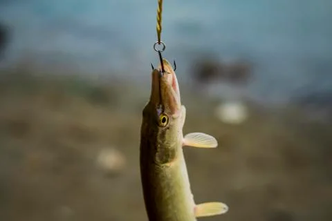 Close-up of a caught fish hanging on a hook. Stock Photos