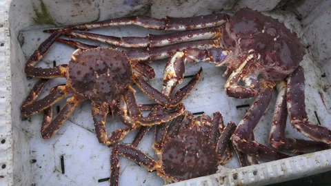 Close up of caught fresh red king crabs on fishing boat 스톡 동영상 112324685