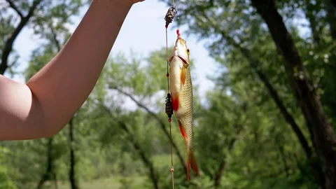 belly hooked fish co Urban Florida Fishing