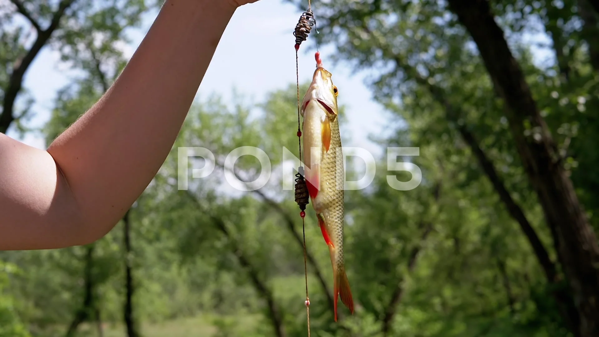 Close Up, Caught Freshwater Big Fish Rud, Stock Video