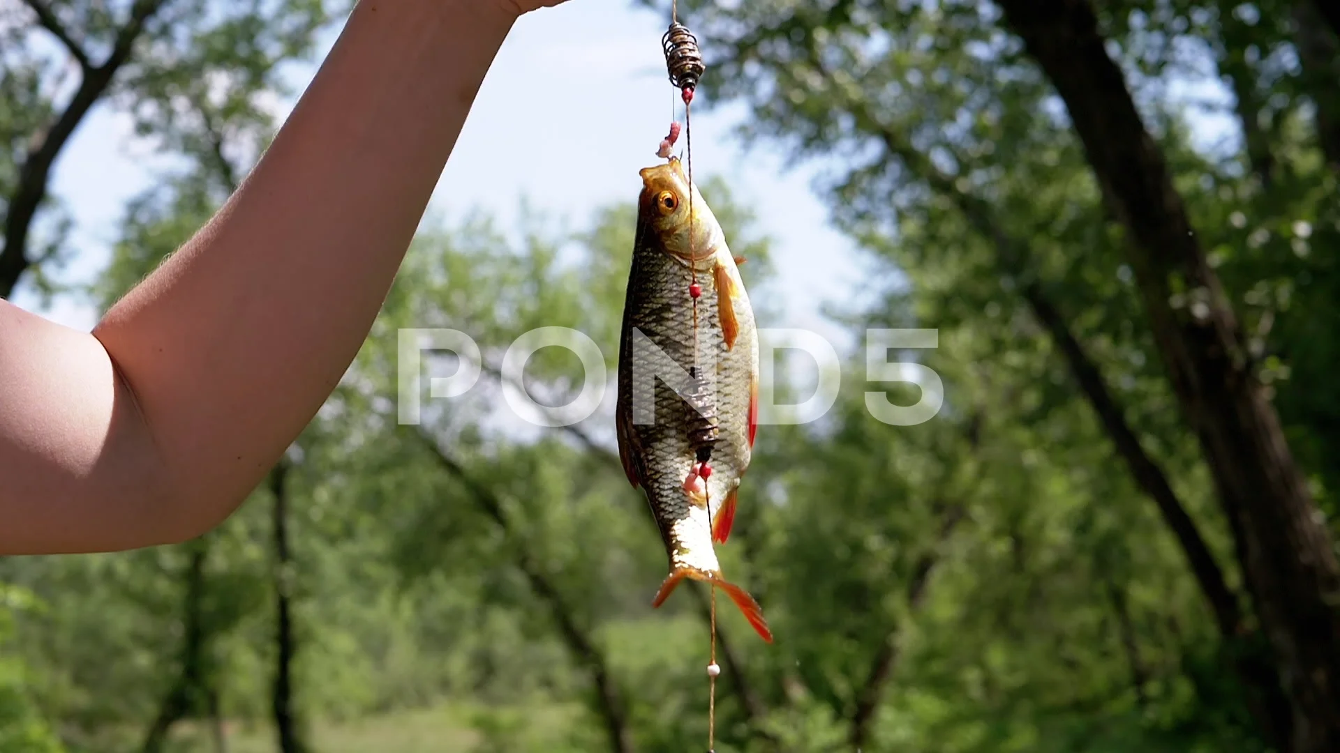 Close Up, Caught Freshwater Big Fish Rud, Stock Video