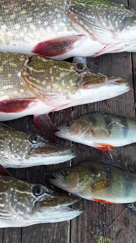 A close-up of caught pike and perch on a table. Freshly caught pike breathe Stock Footage 318644316