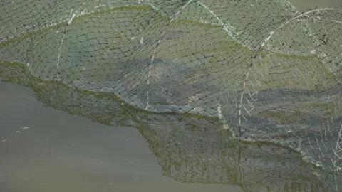 Close-up, Caught River Fish Karas Swims in fisherman's Net on Meli near shore Stock Footage 147944575