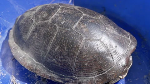 Close-up, Caught River Turtle Hiding in its Shell in a Blue Bowl in the Sun Stock Footage 253594065