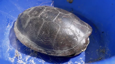 Close-up, Caught River Turtle Hiding in its Shell in a Blue Bowl in the Sun Stock Footage 253778621