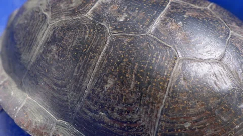 Close-up, Caught River Turtle Hiding in its Shell in a Blue Bowl in the Sun Stock Footage 253778681
