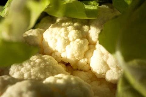 Close Up of Cauliflower with Leaf Border Foto stock