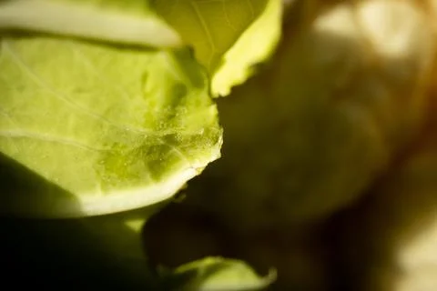Close Up of Cauliflower Leaf Foto stock