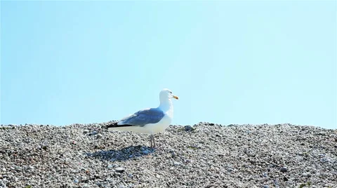 Close up of a cautious sea gull standing and walking on pebbles Stock Footage 49748685