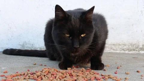 Close up of cautious stray black cat looking around, sniffing dry food on the Stock Footage 103178971