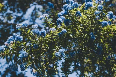 Close-up of ceanothus blue pacific tree outdoor in sunny backyard Stock Photos