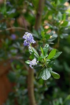 Close-up of Ceanothus shrub branch with blue flowers Photos