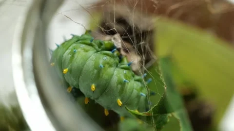 Close Up of A Cecropia Moth Catepillar Starting to Build Its Cocoon Stock Footage 283530233