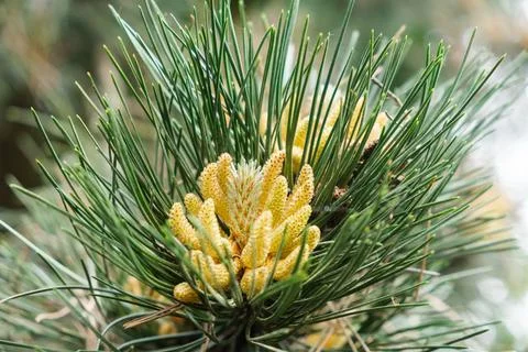Close-up of a cedar branch in bloom Stock Photos