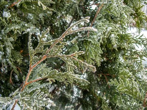 A close up of cedar branches covered in snow Stock Photos