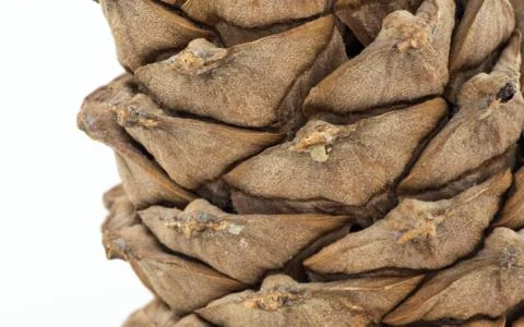 Close-up of a cedar cone on a white background Stock Photos