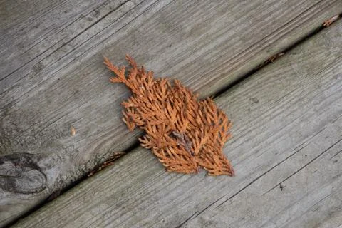 Close up of a cedar leaf on a wooden deck Stock Photos