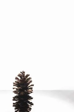 Close up of a cedar pine cone isolated on white background and reflective Stock Photos