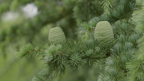 Close up of a cedar tree branch with two young green pine cones. 4K tripod Stock Footage 198234340