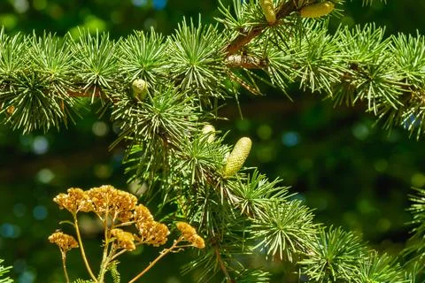 Close-up of cedar tree branch with young green cones and pine needles in su.. Stock Photos