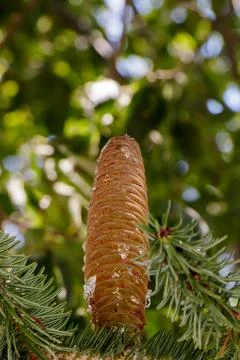 Close-up of a cedar tree cone with resin drops on green needles against a n.. Stock Photos
