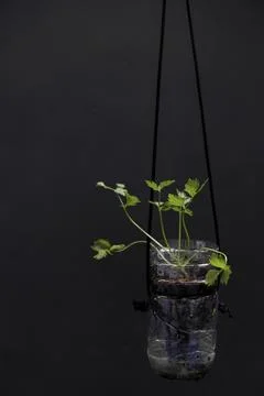 Close-up of celery in a hanging plastic bottle Stock Photos