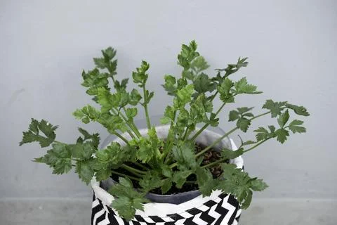Close-up of celery in a pot Stock Photos