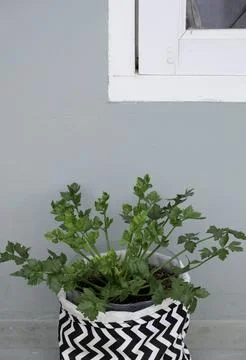 Close-up of celery in a pot Stock Photos