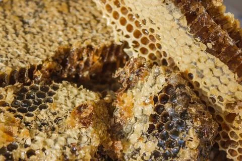 Close-up of a cell with honey. Stock Photos