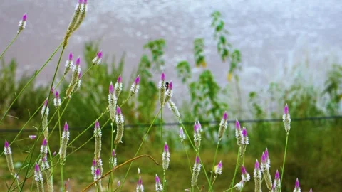 Close-up of a Celosia argentea flower swaying gently, a honey bee delicately per Stock Footage 321861964