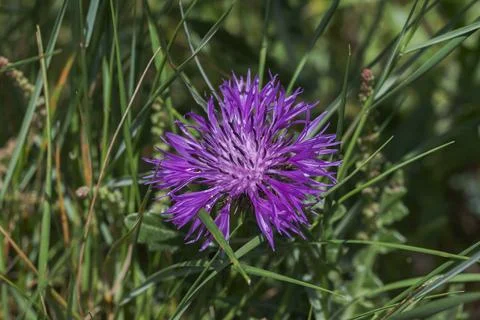 Close-up of Centaurea polyacantha flower Stock Photos