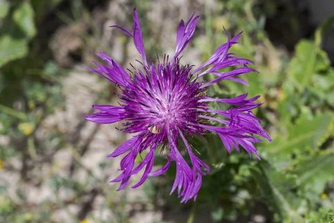 Close-up of Centaurea polyacantha Stock Photos