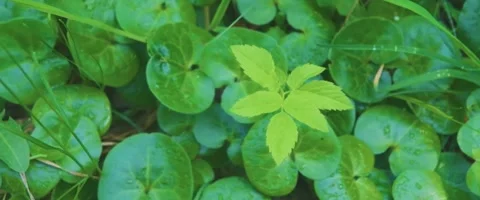 Close up of Centella asiatica, commonly known as Indian pennywort and Asiatic pe Stock Footage 251733793