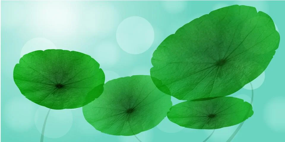 Close up Centella Asiatica Stock Illustration