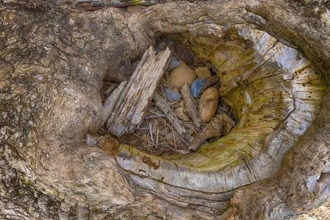Close up of the center of a Oak Tree trunk Stockfoto's