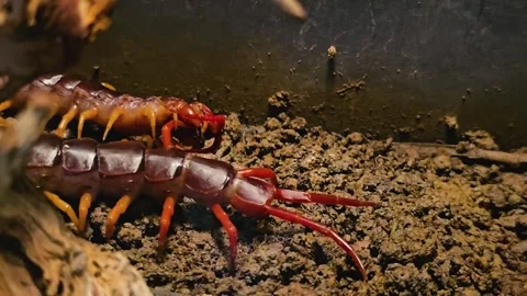 A close up of a Centipede Stock Footage 269549719