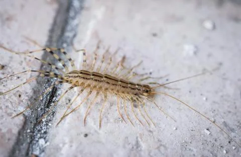 A close-up of a centipede Stock Photos