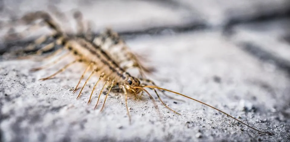 A close-up of a centipede Stock Photos