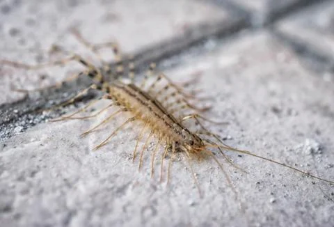 A close-up of a centipede Stock Photos