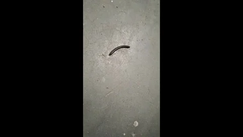 Close up of a centipede walking on the floor Stock Footage 307022124