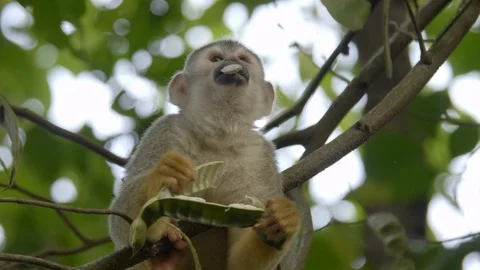 Close up of Central American Squirrel Monkey eating from a bean pod in Stock Footage 112777406