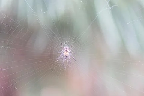 Close-up of a central spider in web, surrounded by smaller spiders Blurred pi Foto stock