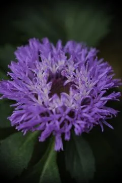 Close-up of centratherum or brazilian button or lark daisy at the park. Stock Photos