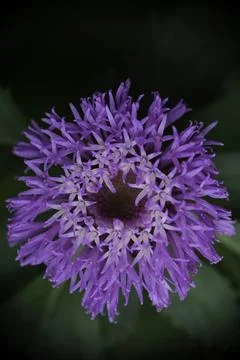 Close-up of centratherum or brazilian button or lark daisy at the park. Stock Photos