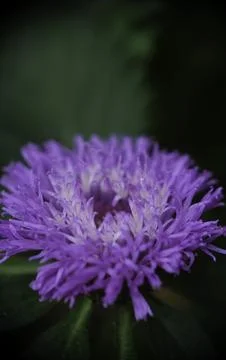 Close-up of centratherum or brazilian button or lark daisy at the park. Stock Photos